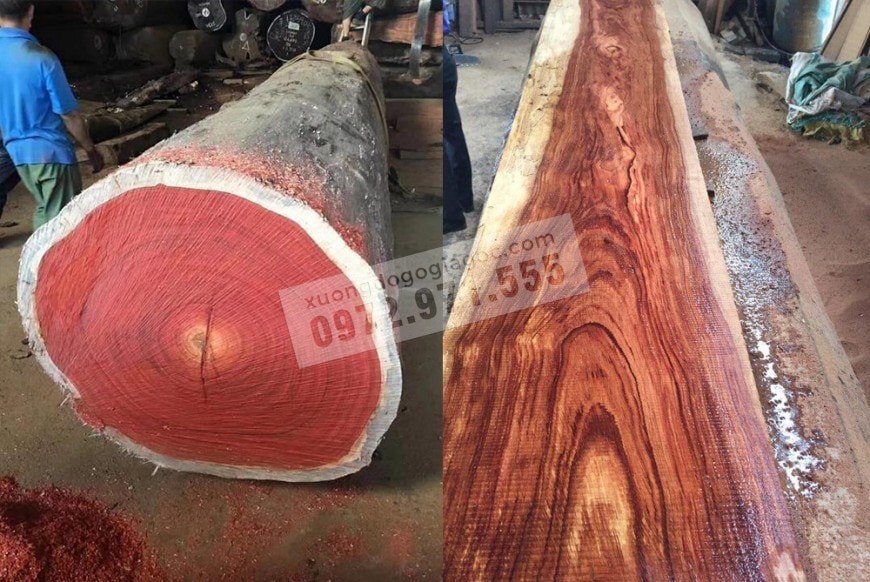 Gỗ hương là gỗ gì? Cách nhận biết các loại gỗ hương