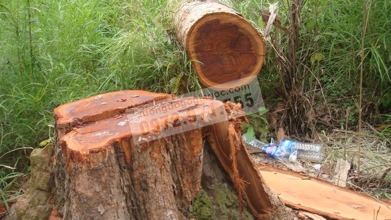Bảng phân loại nhóm gỗ theo Tiêu chuẩn Việt Nam